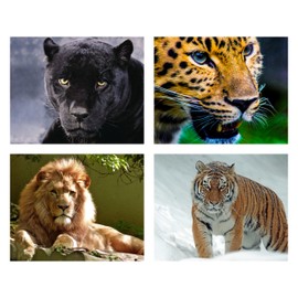Big Beautiful Cats - Animal Wall Decor, Our Lion-Tiger-Panther-Cheetah Wall Art Jungle & Safari Photo Prints, Ideal for Home, Office & Zoo Decor. Get Closer to the Big Cats! Unframed - 10X8 (4-PK)