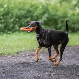 Sprenger Dog Toy Throwing Ring - Water Fun, Dental-Friendly, Floating - Ideal for Fetch Games on Land and in Water, Orange - Ø 20 cm