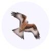 24 x 40mm Round 'Soaring Red Kite' Stickers (SK00069631)