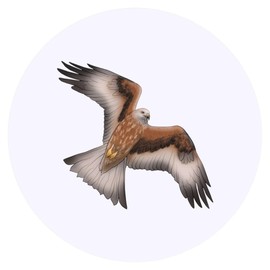 24 x 40mm Round 'Soaring Red Kite' Stickers (SK00069631)