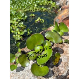 TWO Water Hyacinth Pond Plant Floating Pond Plants  Healthy Bunch