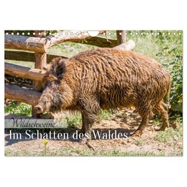 Wildschweine - Im Schatten des Waldes (Wandkalender 2026 DIN A4 quer), CALVENDO Monatskalender