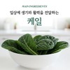 살므시 유기농 컬리케일 곱슬케일 60 정 x 1개 Salmsi Organic