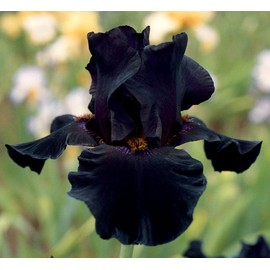 Old Black Magic Tall Bearded Iris Plant Potted - Fragrant Black Flowers Easy to Grow Garden Perennial