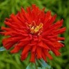 200 Red Giant Cactus Zinnia Seeds for Planting 2+ Grams