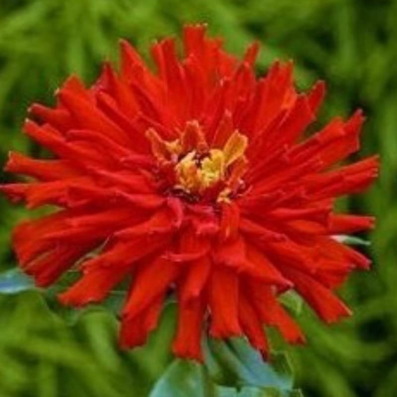 200 Red Giant Cactus Zinnia Seeds for Planting 2+ Grams