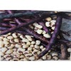 Wax 1000+ seed 1/2 lb Top Pick Pinkeye Purple Hull