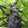 Shagbark Hickory Tree Seeds (Carya ovata) Packet of 3 Seeds