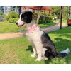 Ewinoom Bowtie Dog Collar Adjustable Soft Christmas Cotton Dog Collars