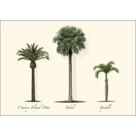 Earth Sky + Water - Palm Assortment Notecard Set - 8 Blank Cards with Envelopes (4 each of 2 styles