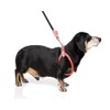 BUDDY BELT Arnés Pebble Grain Negro - Edición Premium (4)
