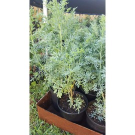Ruda Plant Common Rue Ruta graveolens Herb of Grace 12" Tall in Gallon Pot