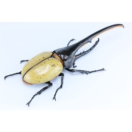 Fujimi Model Free Research Series No. 26 Ikimono Hercules Oka Kabuto Free Research -26