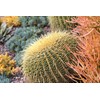 Generic Echinocactus grusonii Cactus (Golden Barrel) Red Flowers Variety, green