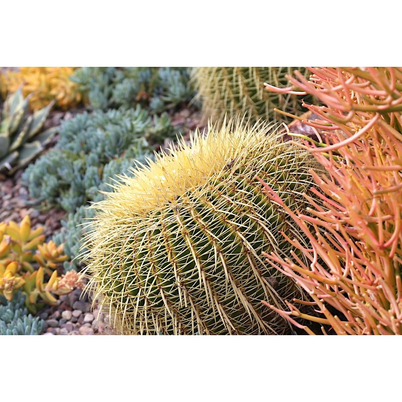 Generic Echinocactus grusonii Cactus (Golden Barrel) Red Flowers Variety, green