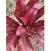 Hawaiian Lilinoe Red Ti Leaf Fresh Cuttings 6inch Starter Logs