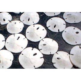 12 Small White Florida Sand Dollars (Tiny Size: 1"- 1 1/2") Coastal Art Crafts