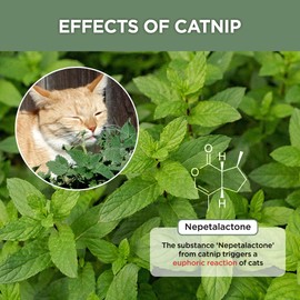 JAYU PET Active Catnip Powder (0.5 oz) - Potent Fresh Leaves for Entertaining Cats, Reducing Stress & Anxiety, Reviving Old Toys