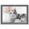 Maine Coon Aquarelle (Wandkalender 2026 DIN A2 quer), CALVENDO Monatskalender: