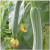 JQBay Super Long Luffa Gourd Seeds – 30 Seeds –
