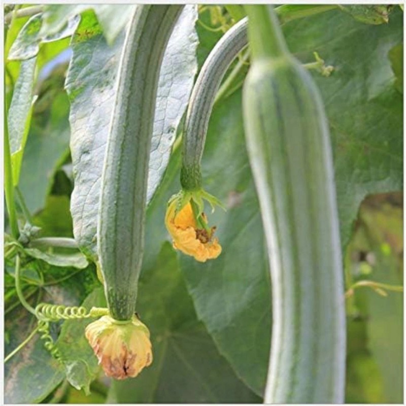 JQBay Super Long Luffa Gourd Seeds – 30 Seeds –