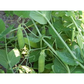 60 Early Alaska Pea Seeds for Planting Heirloom Non GMO 14+ Grams Garden Vegetable Bulk Survival
