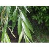 CZ Grain 6 Black Willow Tree Cuttings Beautiful Shade and