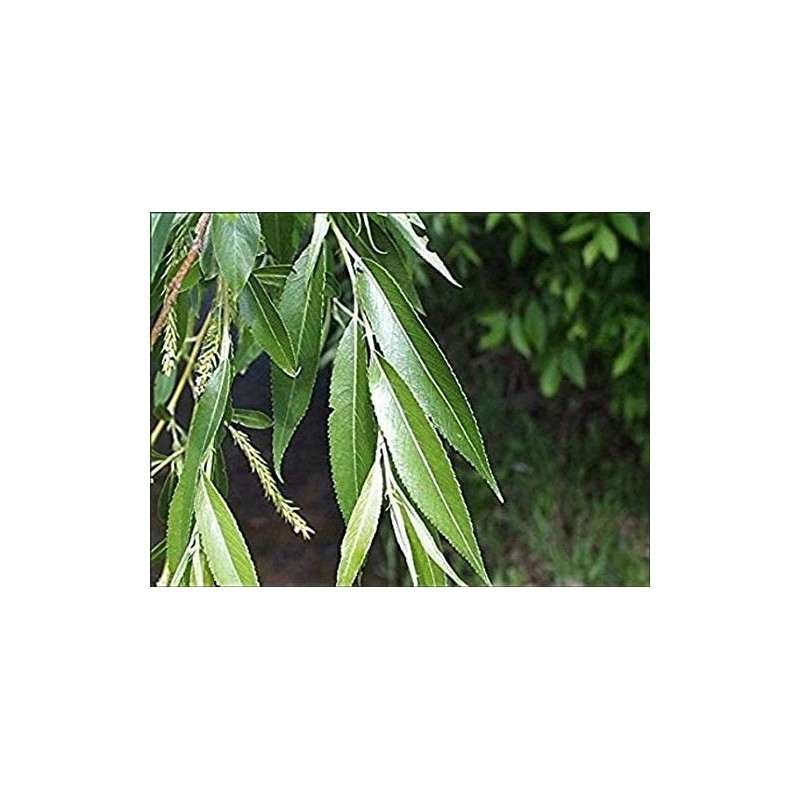 CZ Grain 6 Black Willow Tree Cuttings Beautiful Shade and