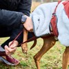 Non-stop dogwear Trekking Fleece Jacket - Gray/Wine (50)