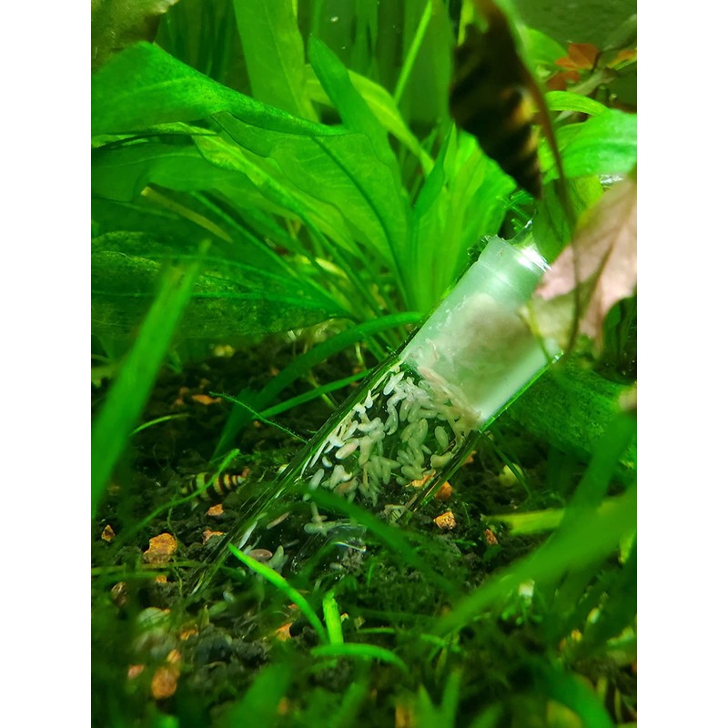 Cunguv Planaria Trap Leech Trap Flatworm Trap 3 Holes Leeches