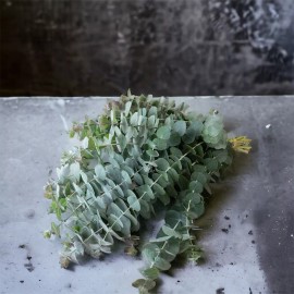 seeds 275 Eucalyptus Seeds, USA Seller Free Shipping Seeds Fragrant - Gunnii