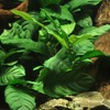 Potted Anubias Plants | Live Freshwater Aquatic Plants for Aquariums