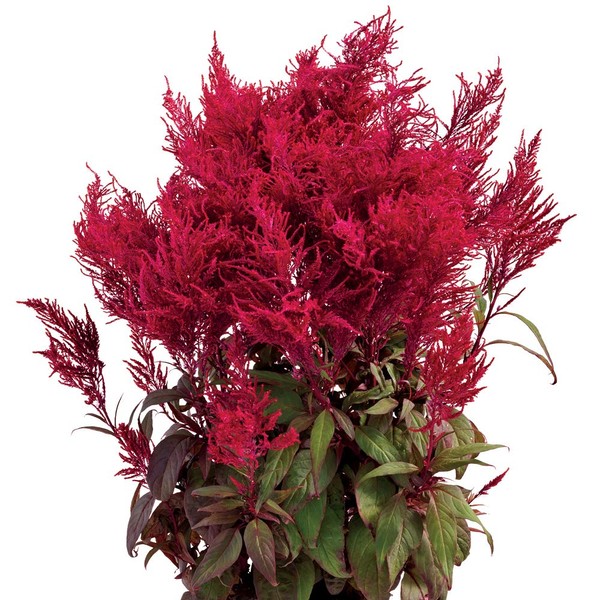 Park Seed Dragon's Breath Celosia Seeds - Celosia Flower Seeds - Pack of 10 Seed
