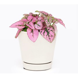 Hypoestes Phyllostachya Pink Splash (4" Pink and White Mix - Minimalist Pot with Saucer) - Healthy Houseplant - Easy Care Indoor Houseplant - House Plant for Home Office Decoration