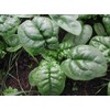 300 Bloomsdale Long Standing Spinach Seeds Heirloom Non GMO 3.5+