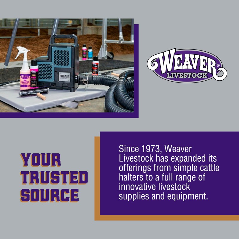 Weaver Leather Livestock Kirk Stierwalt Breaking Halter, Blue/Hurricane Blue/Lime Zest