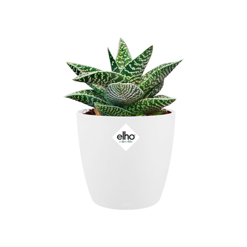 elho Brussels Round Mini 9.5 - Flower Pot for Indoor