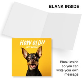 Punkcards - Birthday Card Dog Lovers, Dachshund Dog Birthday Card, Birthday Cards for Men (Tangerine)