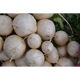Turnip Shogoin Deer Food Plot Great Heirloom Vegetable Seeds by Seed Kingdom Bulk 5 Lb Seeds