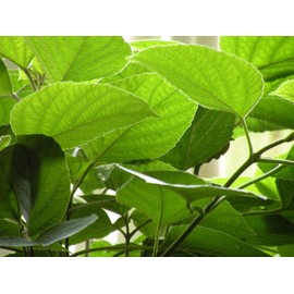 neotea Siru Thekku Powder 300GM (10.58 oz) | Bharangi | Blue Glory | Clerodendrum Serratum | Natural Herbal Supplement