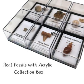 Six Fossils Kit with Collection Box & Magnifier, Shark Tooth, Ammonite, etc.