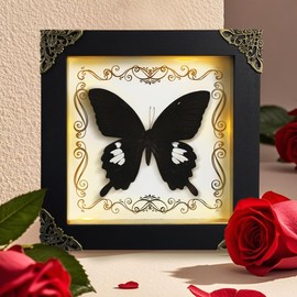 Real Framed Butterfly Taxidermy Butterfly, Handmade Shadow Box Taxidermy Specimen Display , Wooden Picture Frame with Light for Wall Art Hanging Home Decor (Black)