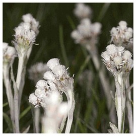 Everwilde Farms - 500 Pussytoes Native Wildflower Seeds - Gold Vault Jumbo Seed Packet