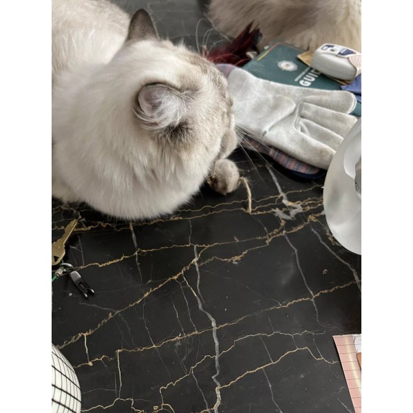 Unbranded YOU & YOUR KITTY WILL LOVE IT! KITTIES GOTTA