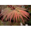 Kinran Japanese Maple 3 - Year Graft