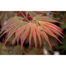 Kinran Japanese Maple 3 - Year Graft