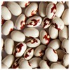 Everwilde Farms - 1/4 Lb Soldier Dry Bean Seeds -