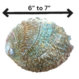 NessaStores 2 Abalone Shells Large 6-7 Inches | Beautiful All Natural Smudge Bowl - Perfect for Smudge Sticks, Incense Sticks and a Sage Smudge Kit. JC-018