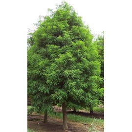 Bald Cypress Tree (Taxodium distichum) - Live Plant - (1 QT)