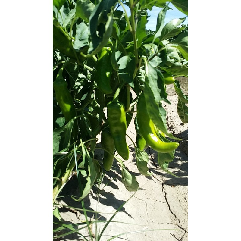 Colorado Green Chili Medium Sauce (3 Pack)